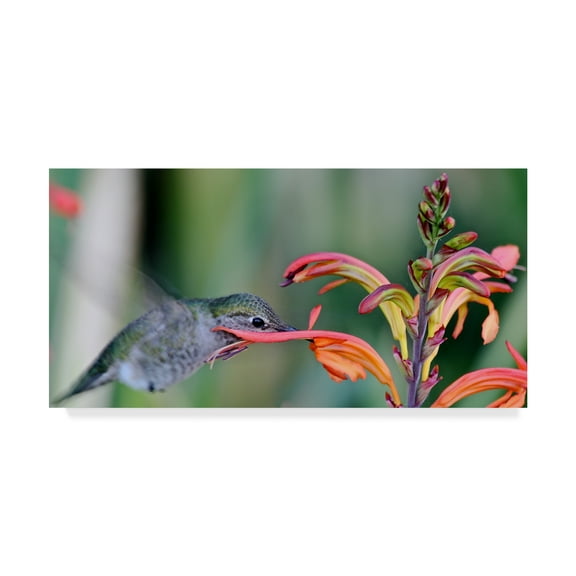 Trademark Fine Art 'Humming Bird Closeup' Canvas Art by American School