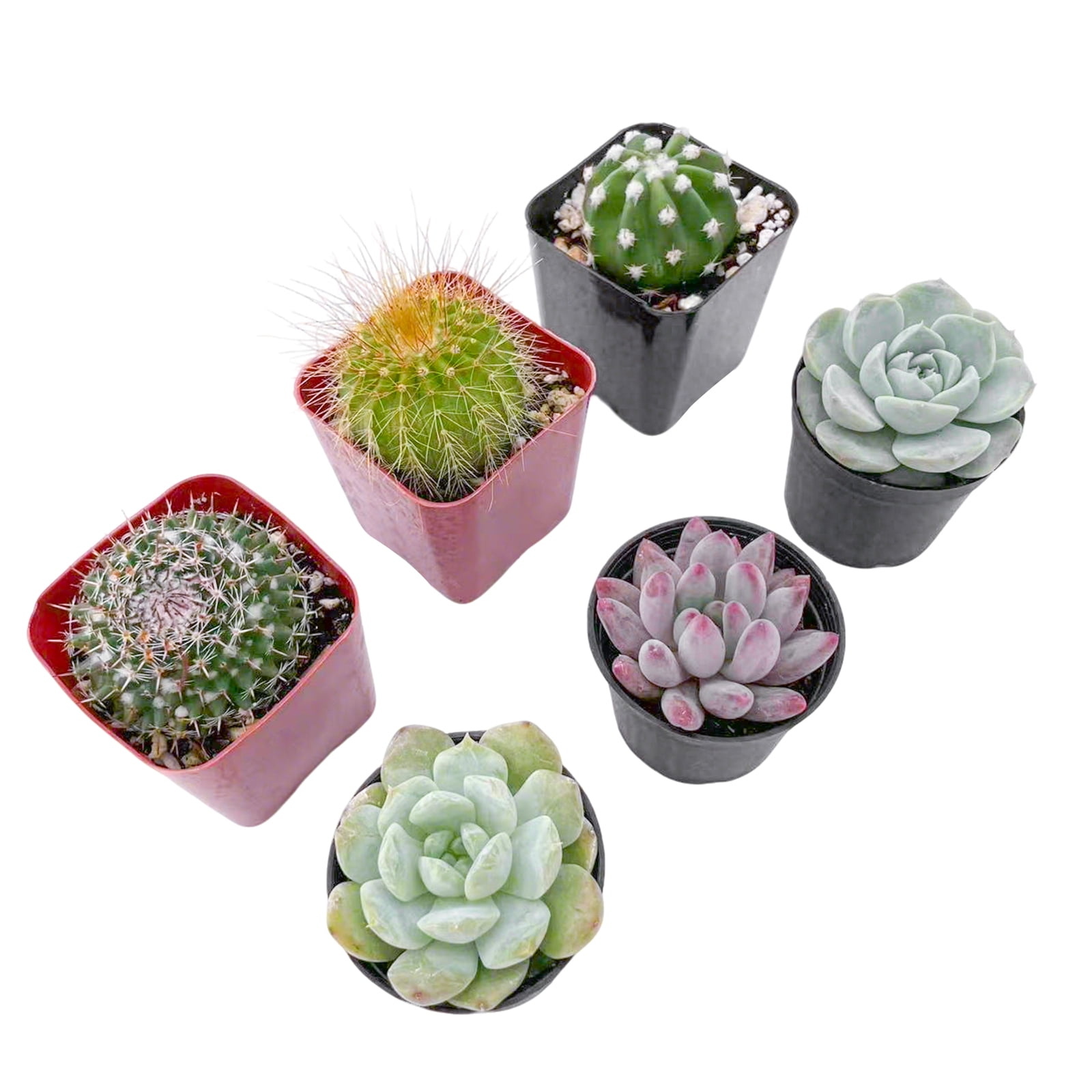Assorted Cactus Plants Live Succulents (6 Pack),Mini plant Easy Care Indoor or Outdoor Gardening, Party ,Terrariums, Favors（2inch pot)）