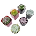 thumbnail image 3 of Assorted Cactus Plants Live Succulents (6 Pack),Mini plant Easy Care Indoor or Outdoor Gardening, Party ,Terrariums, Favors（2inch pot)）, 3 of 6