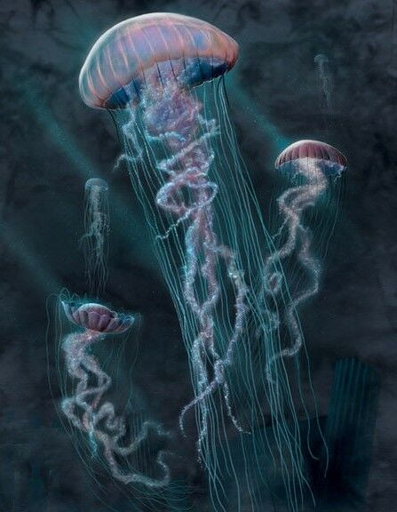 M The Mountain Jellyfish T Shirt Navy Blue