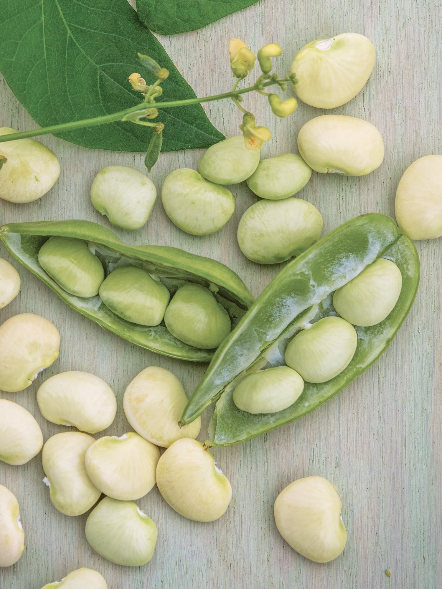 Burpee 18 gm Fordhook 242 Lima Bean Bush, Annual Vegetable, Full Sun