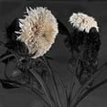 thumbnail image 2 of Lake, Shelley 12x12 Gold Ornate Wood Framed with Double Matting Museum Art Print Titled - Sunflowers I, 2 of 4