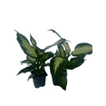 thumbnail image 3 of Camille Dieffenbachia - Very Durable - 2 Plants in 3" Pots, 3 of 3