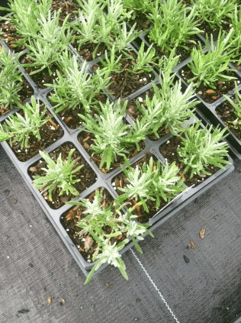 Daylily Nursery Lavender Grosso Live Plant with 4in Pot