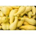 thumbnail image 4 of Seed Kingdom 200 Crookneck Squash Plant Seeds, Heirloom Easy to Grow, 4 of 4