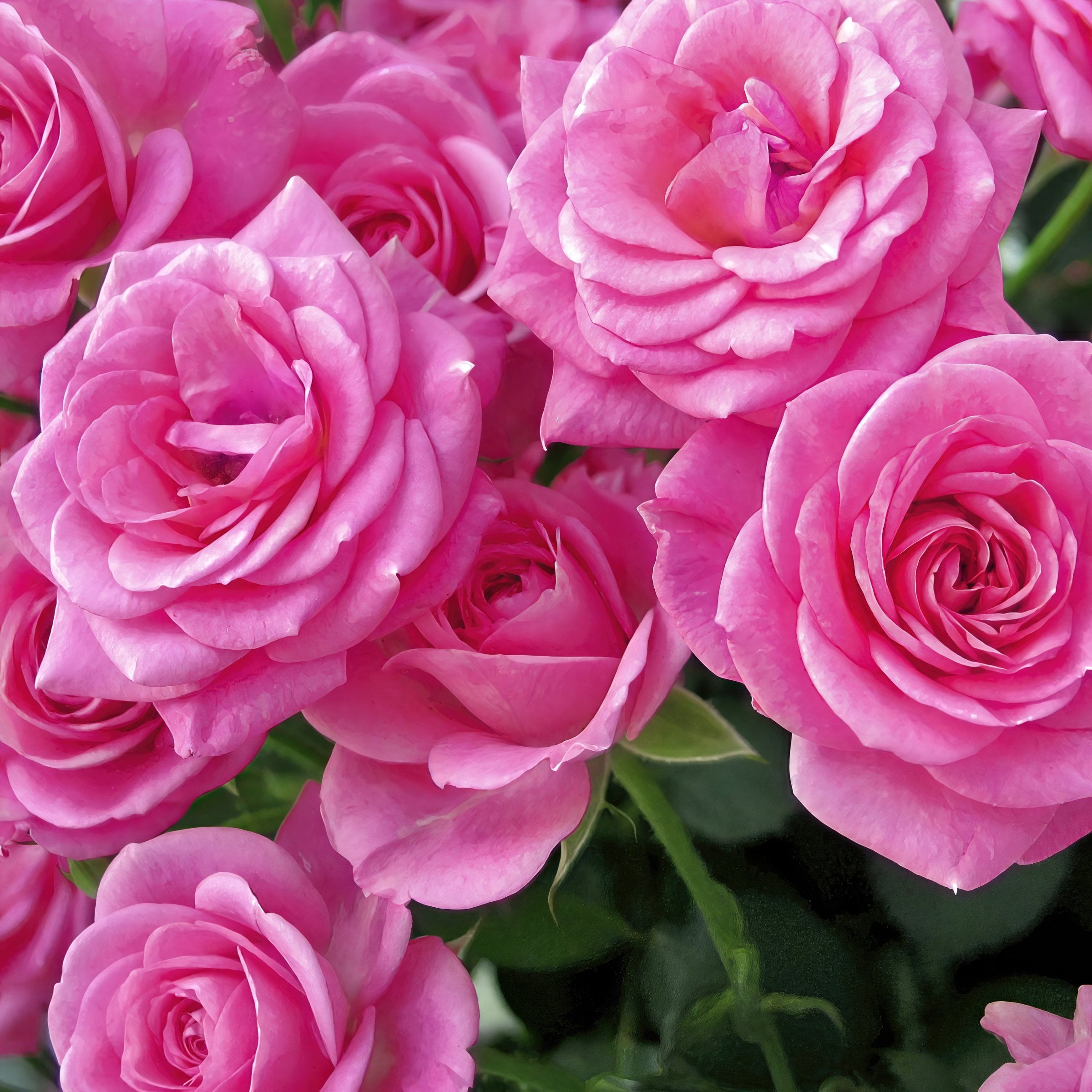Bare Root Curly Pink Rose with Pink Flowers (2-Pack)
