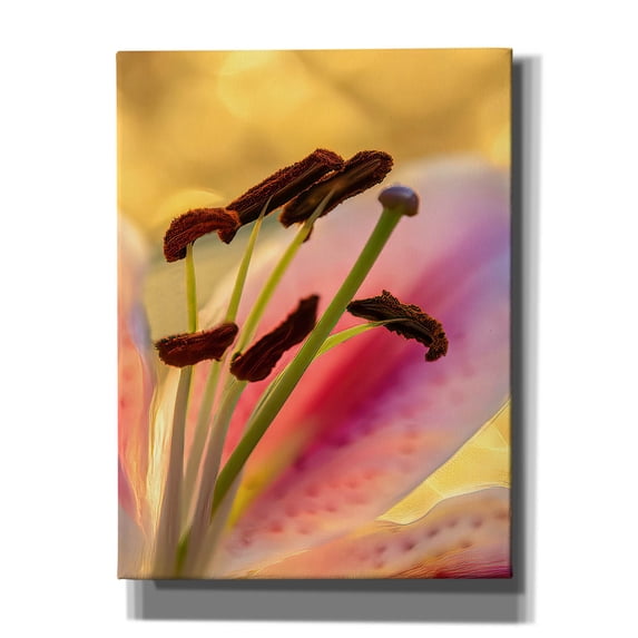 Epic Graffiti 'Lily Anthers' by Pamela Plummer, Canvas Wall Art, 12"x16"