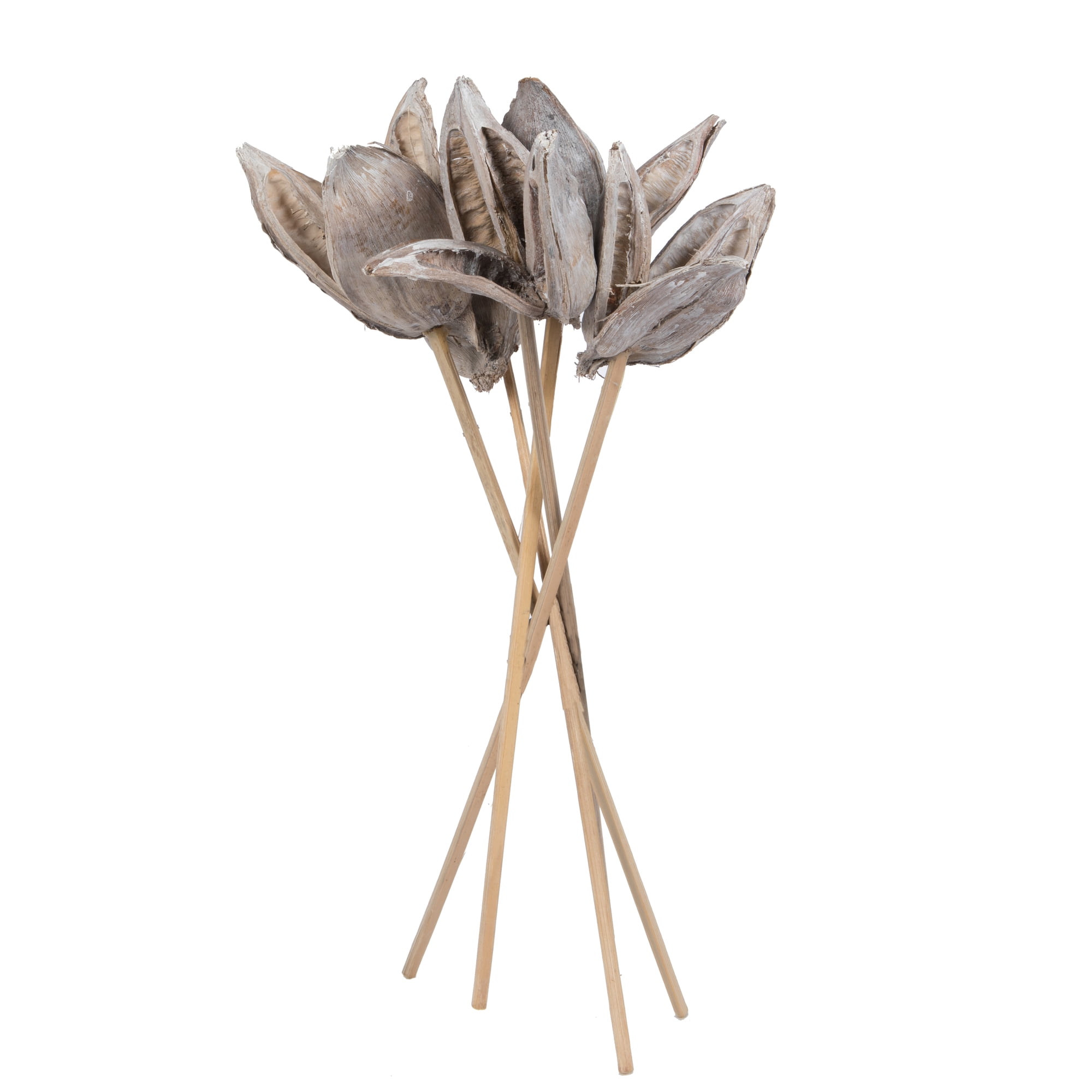 Vickerman 16" White Wash Sora Pod attached to a Wood Stem.  Includes 5 Stems per Pack, Dried