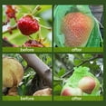 thumbnail image 5 of JMKQLZ 100 Pcs Fruit Protection Bags, 2.8"x3.5" Mesh Insects Mosquito Net Barrier Bag Garden Plant Flower Fruit Protect Bag, 5 of 5
