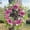 A, variant on Artificial Wreaths Door Wreath Spring, Window Wreaths Boho Wall Hanging Decor, Aesthetic Home Decor Artificial Wreaths Front Yard Decor