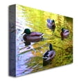 thumbnail image 3 of Trademark Fine Art "Four Ducks on Pond" Canvas Wall Art by Amy Vangsgard, 3 of 3
