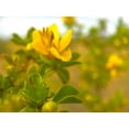 thumbnail image 2 of Tenoever, William 18x15 White Modern Wood Framed Museum Art Print Titled - Creosote in Bloom 2, 2 of 4