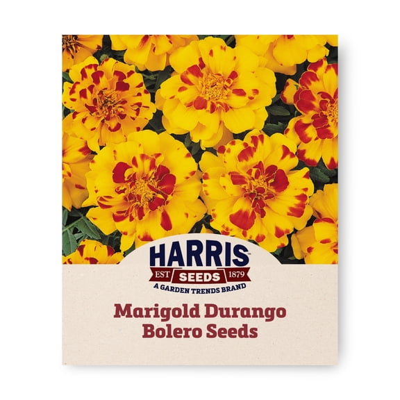 Harris Seeds Marigold Durango Bolero Seeds, Bi-Color Anemone Flowers, 500 Count