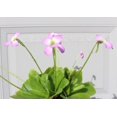 Pinguicula “Guatemala” LARGE flowering adult plant - Walmart.com