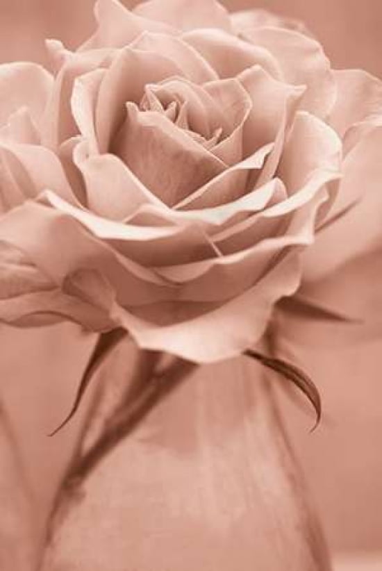 Sepia Rose Canvas A