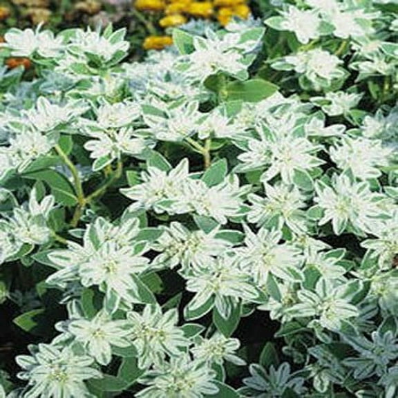 Outsidepride Euphorbia Early Snow - 1000 Seeds