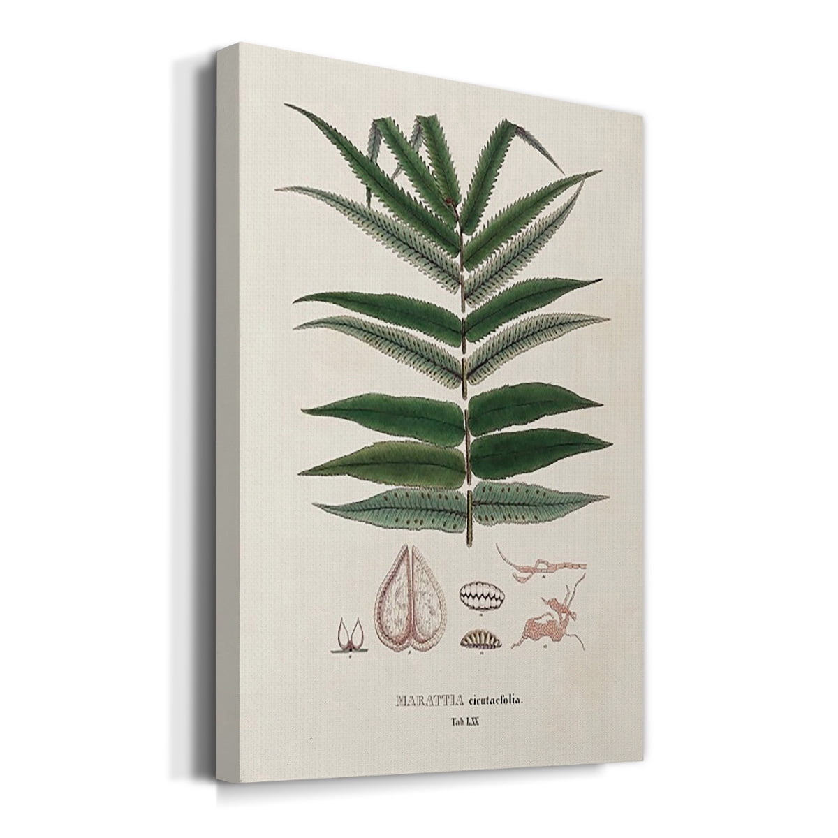 Botanical Society Ferns XII Premium Gallery Wrapped Canvas - Ready to Hang