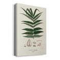 thumbnail image 2 of Botanical Society Ferns XII Premium Gallery Wrapped Canvas - Ready to Hang, 2 of 9