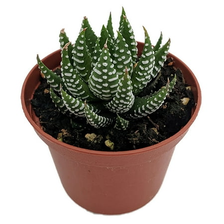 Super Zebra Plant - Haworthia fasciata sp. - 2.5" Pot