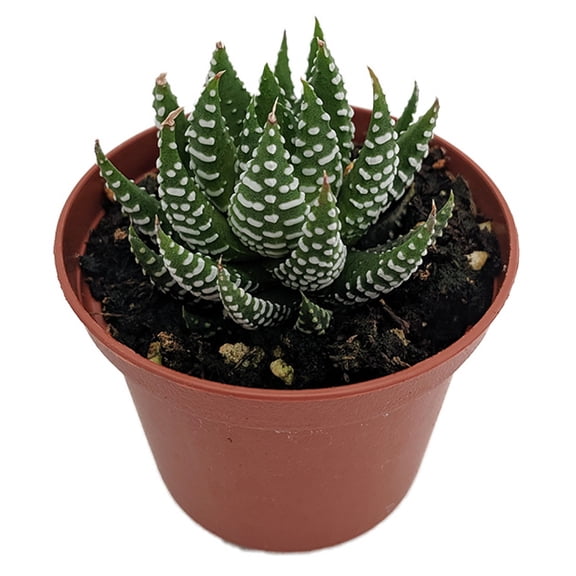 Super Zebra Plant - Haworthia fasciata sp. - 2.5" Pot