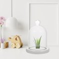 thumbnail image 3 of TUIBELYN VOSAREA Glass Cloche Bell Jar with Wood Base for Plants and Decor, 3 of 6