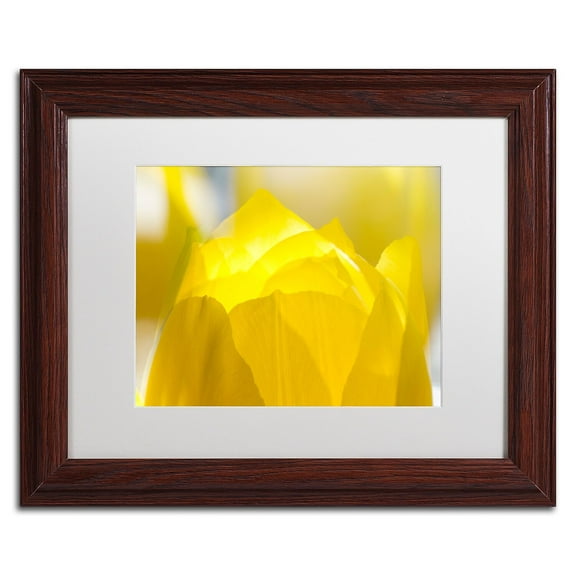 Trademark Fine Art "Yellow Tulip" Canvas Art by Kurt Shaffer White Matte, Wood Frame