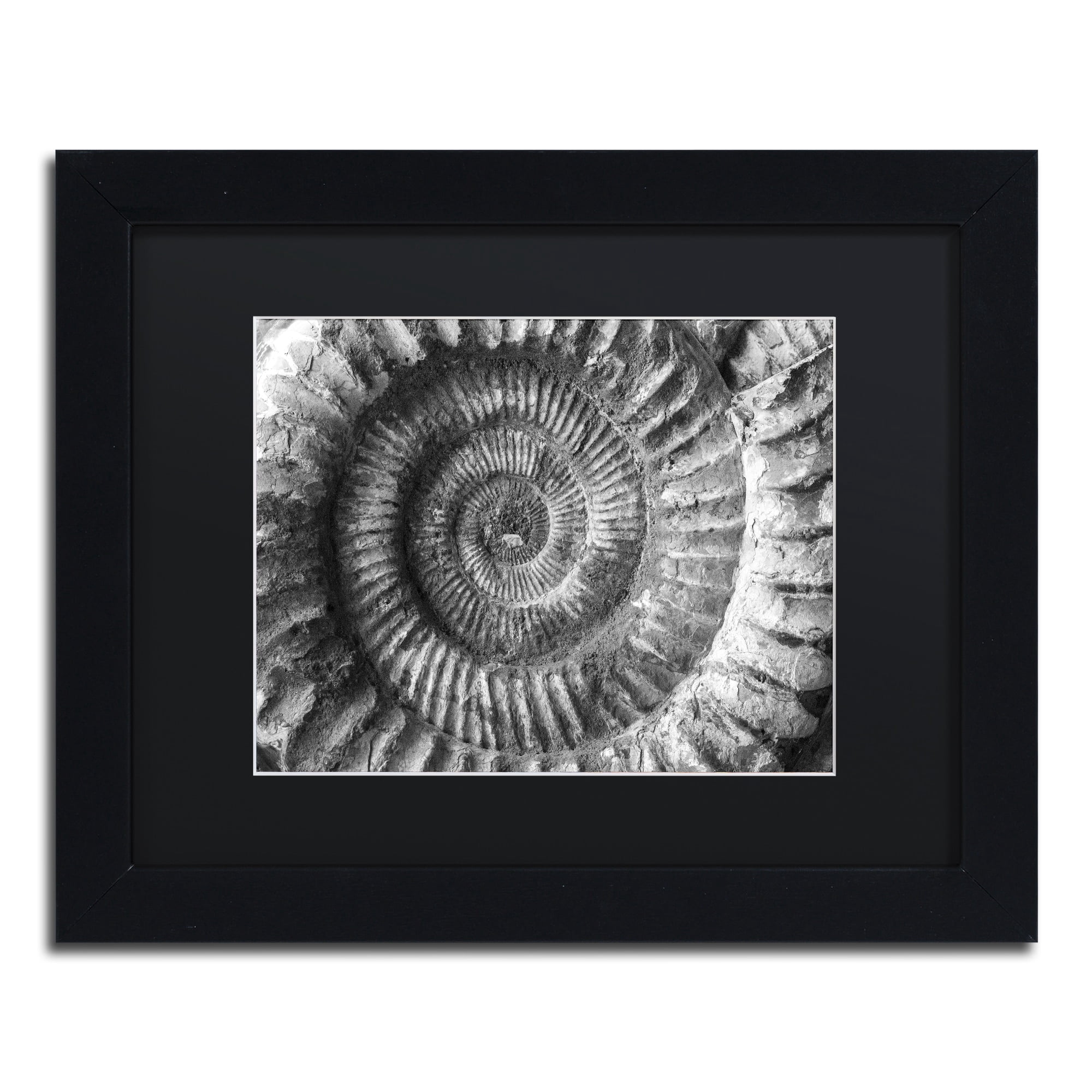 Trademark Fine Art "Amonita 2" Canvas Art by Moises Levy Black Matte, Black Frame