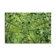 thumbnail image 2 of Gango Home Decor Contemporary Sword Fern & Oxalis by Kathy Mahan (Printed on Paper); One 24x16in Fine Art Paper Giclee Print, 2 of 4