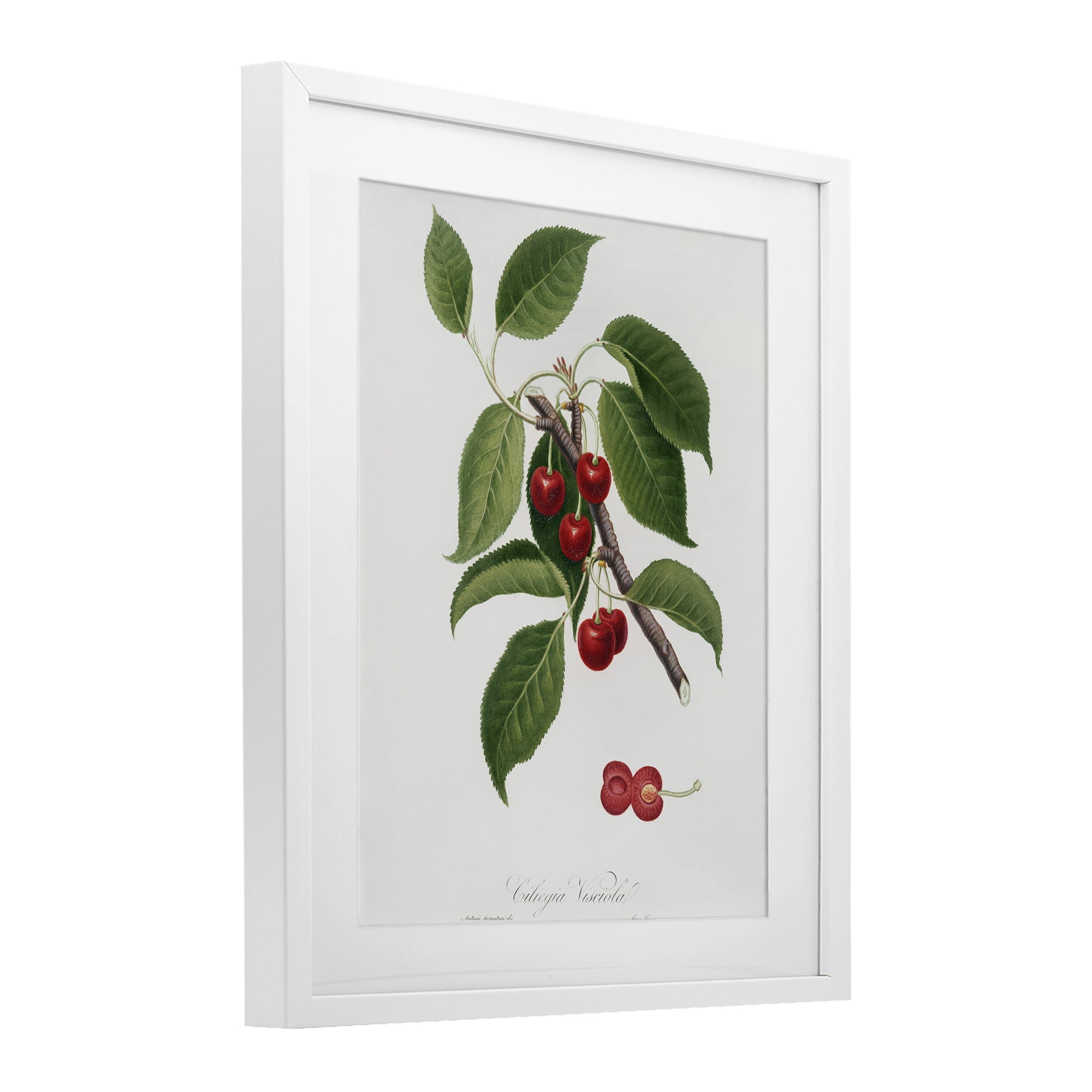 Latin Study of Cherry Plant White Framed Print Under Glass, design by Lettered and Lined