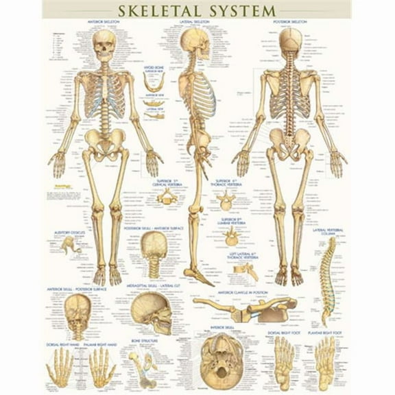 BarCharts 9781423220671 Skeletal System-Laminated
