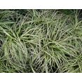 thumbnail image 2 of Classy Groundcovers, Sedge 'Evergold', Golden Japanese Variegated Sedge, Evergreen Striped Weeping Sedge, Oshima Sedge (25 Pots, 3 1/2 inch square), 2 of 9