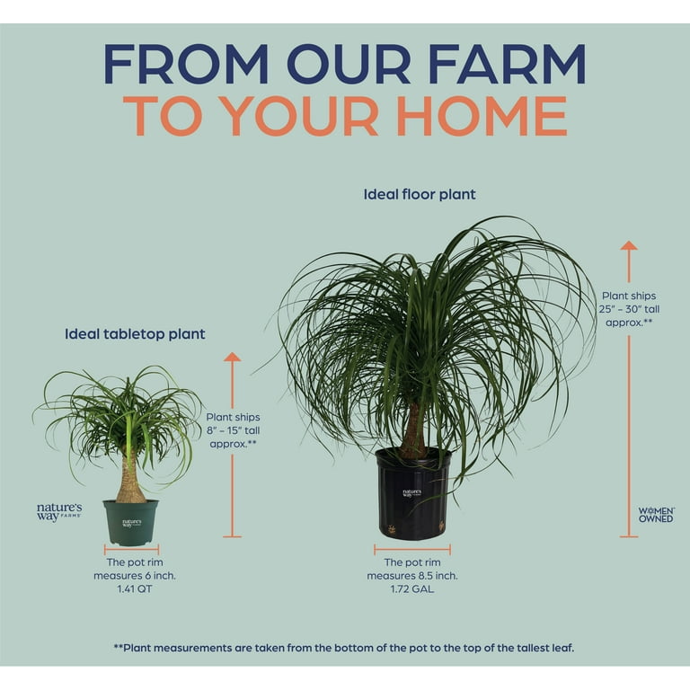 Nature's Way Farms Ponytail Palm Live Plant (15-22 inches tall) in growers Pot