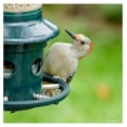 thumbnail image 4 of Squirrel Buster Plus Squirrel-proof Feeder w/Cardinal Ring and 6 Feeding Ports, 5.1-pound Seed Capacity, Adjustable, Pole-mountable (POLE ADAPTOR SOLD SEPARATELY), Green, 4 of 9