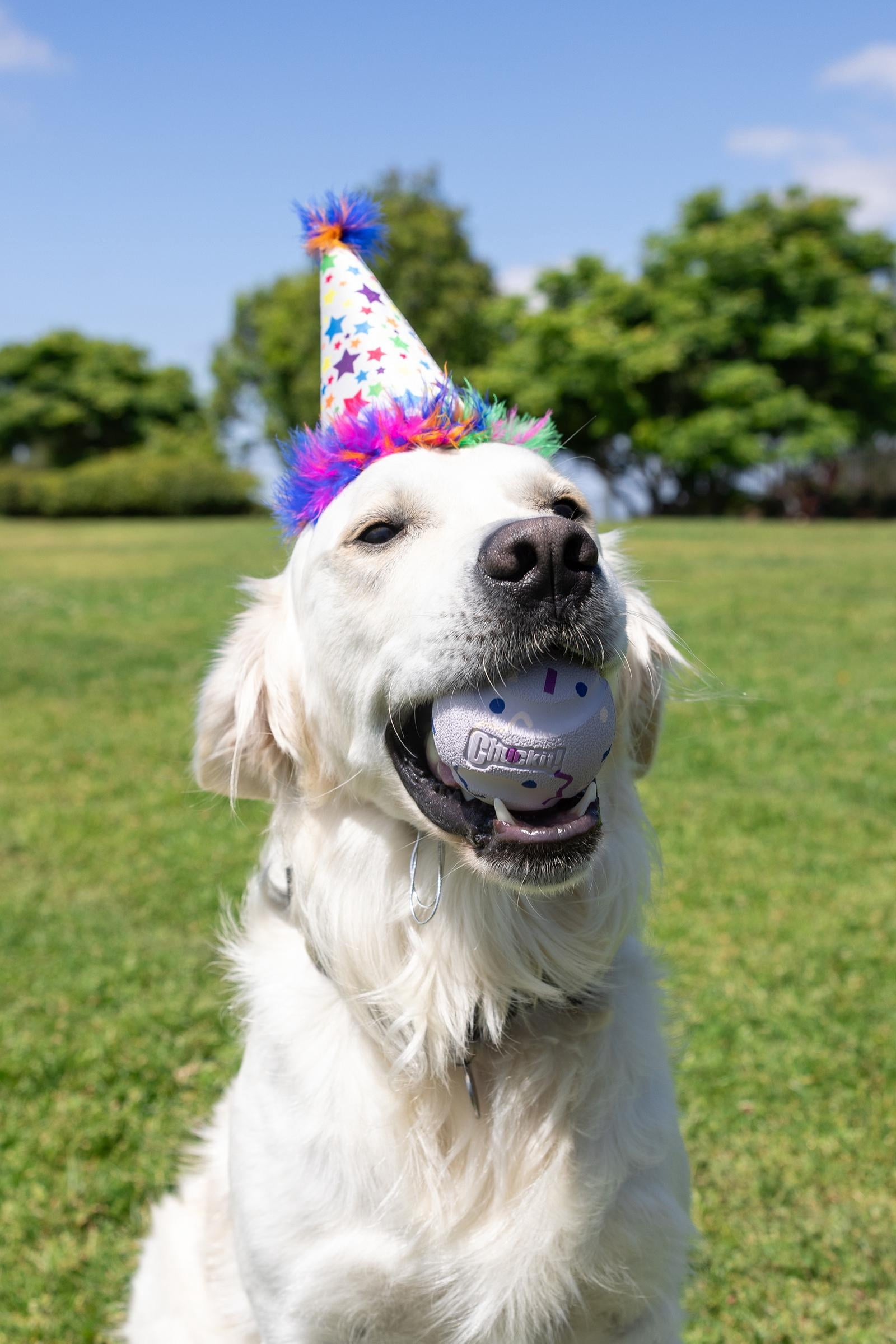 Chuckit! Birthday Dog Balls, Large 3", Pack of 2 – Birthday‑Scented Rubber Fetch Toys for Dogs 60–100 lb
