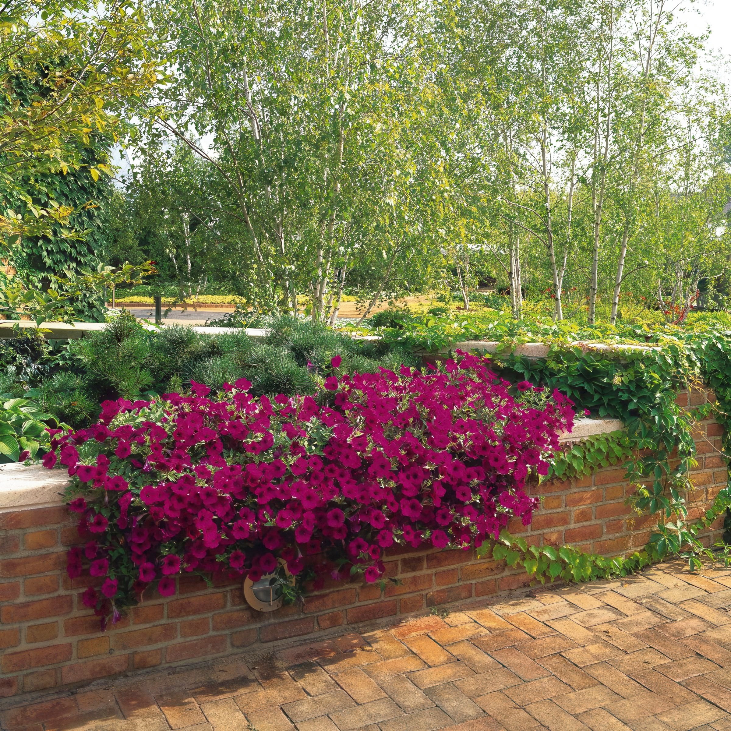 4 in. Petunia Wave Purple Classic Live Annual Plant with Purple Flowers (3-Pack)