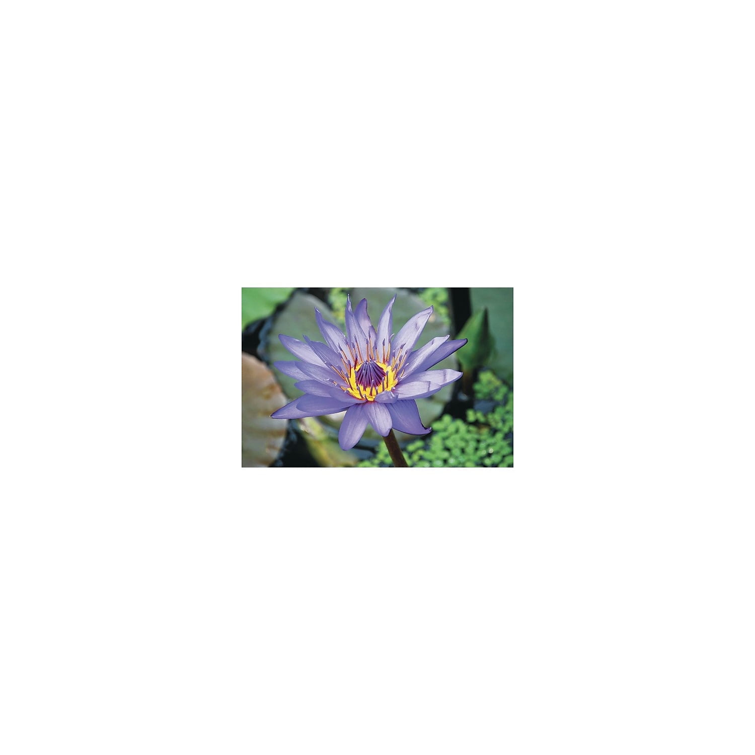 Thera Jigsaw Foam Puzzle Set 5 Set Of 4