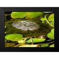 thumbnail image 2 of Underdahl, Dana 24x18 Black Modern Framed Museum Art Print Titled - Water Lily Turtle, 2 of 5