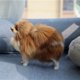 thumbnail image 4 of onlyliua Liquidación Modelo de Simulación Simulación Modelo de Perro Pomerania Juguetes, 4 of 7