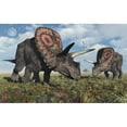thumbnail image 2 of Torosaurus dinosaurs during Earths Cretaceous period. Poster Print by Mark Stevenson/Stocktrek Images, 2 of 2