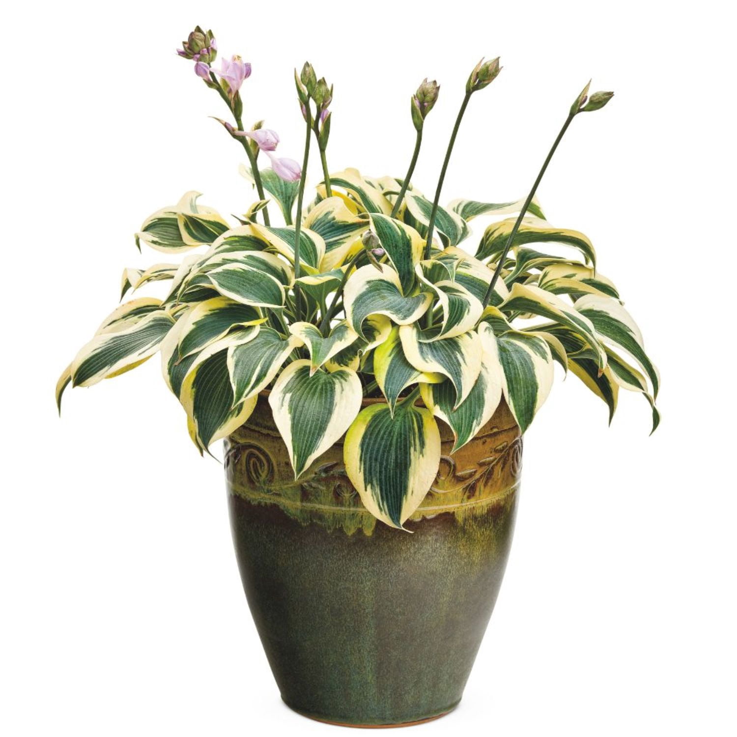 Proven Winners 6" Shadowland 'Autumn Frost' Hosta Live Plant in 6.5" Pot