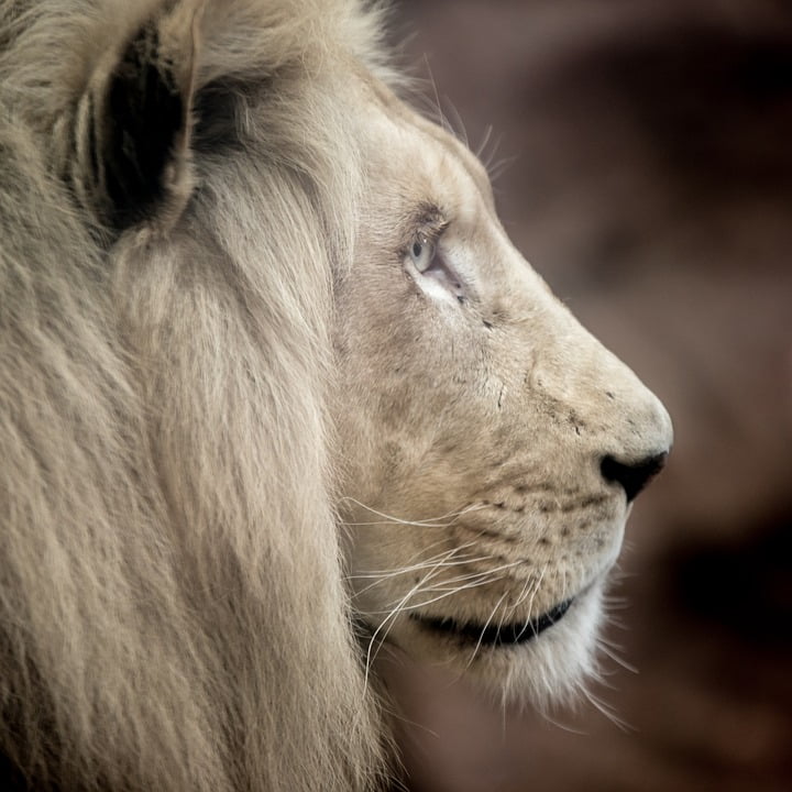 Eyes White Lion Lion Big Cat Mane Nature-20 Inch By 30 ...