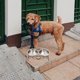thumbnail image 1 of BESTYASH 1Jgo Bebedero Y Comedero Elevado Para Perros Inoxidable Con Soporte Negro, 1 of 6