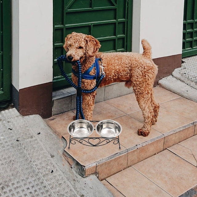 BESTYASH 1Jgo Bebedero Y Comedero Elevado Para Perros Inoxidable Con Soporte Negro
