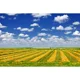 thumbnail image 3 of MOON.QG Fondo de fotografía de campo de granja de primavera, paisaje de pastizales con girasoles, fondo para sesión fotográfica de fiesta, decoración personalizada, accesorios para fotos, 3 of 5