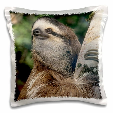 3dRose Three-toed Sloth wildlife, Costa Rica - SA22 KSC0126 - Kevin Schafer - Pillow Case, 16 by