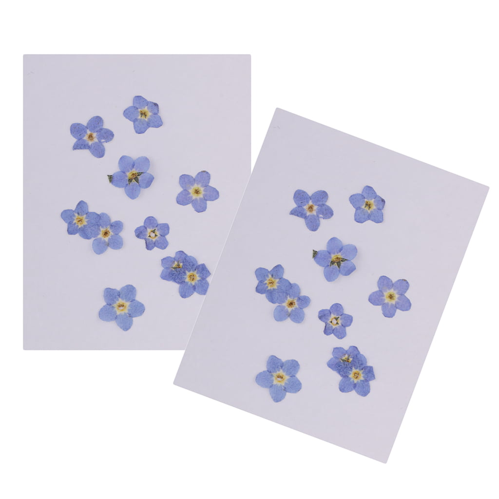 10 Forget-me-not Real Pressed Dried Flowers Craft Scrapbooking Embellishment 