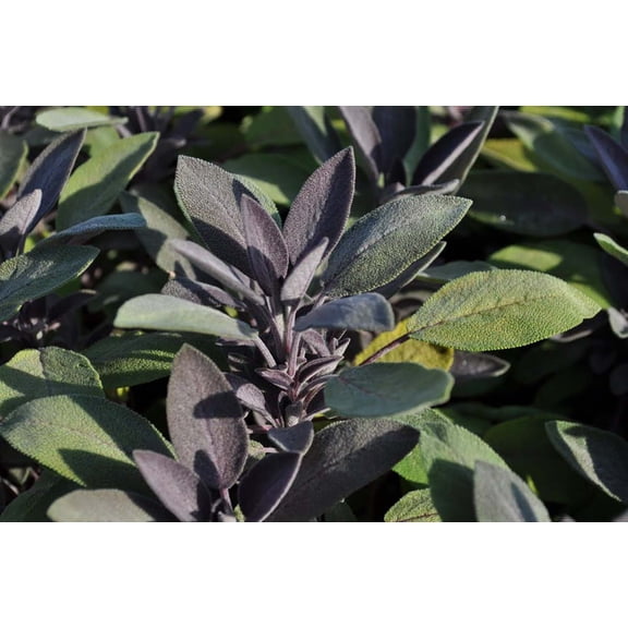 Purple Sage Herb - Grow Indoors/Out - Live Plant - 3" Pot