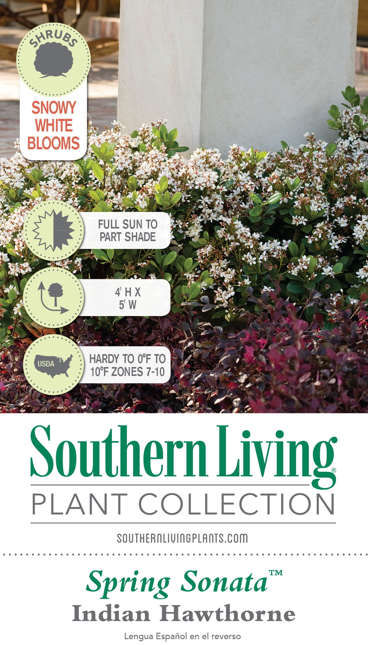 Southern Living Spring Sonata Indian Hawthorne Live Shrub in 3-Gallon Grower Pot