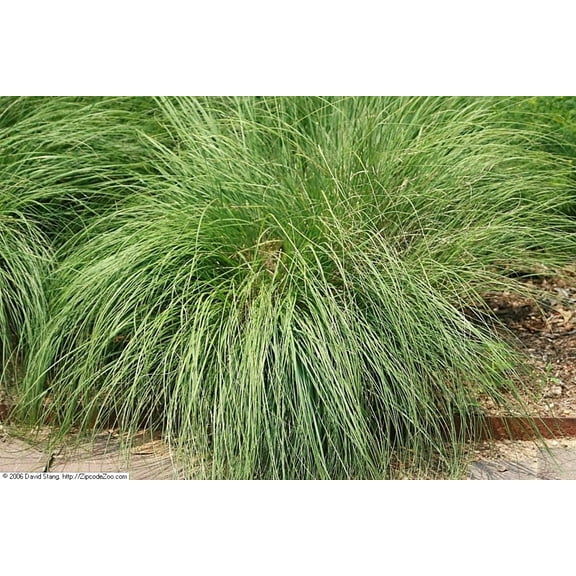 200 PRAIRIE DROPSEED Ornamental Native Grass Sporobolus Heterolepis Seeds