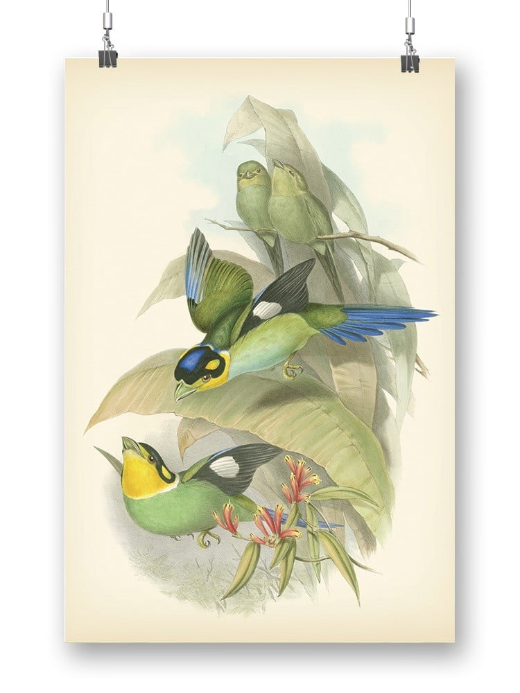Gould Birds Of The Tropics Poster - John Gould Designs, - Walmart.com